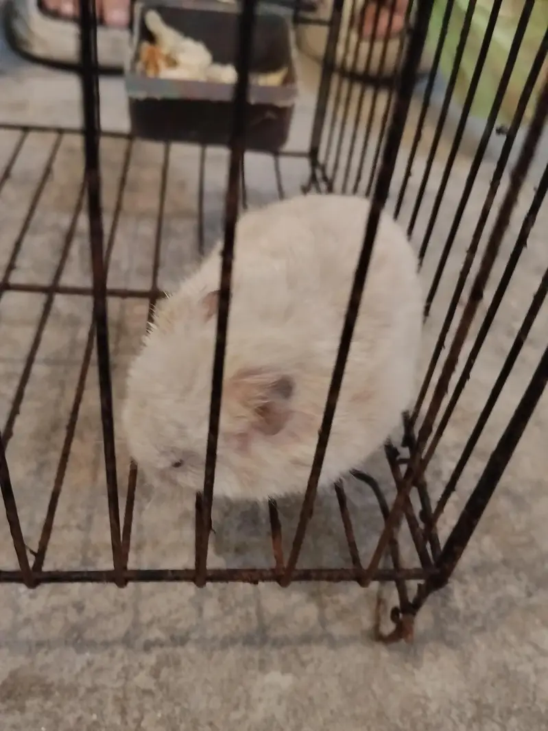 2 hamsters available for Sale. . . — photo 3
