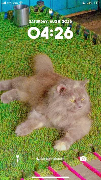Beautiful Grey Cat