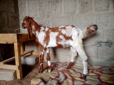 Cheeta Print Bakra for sell