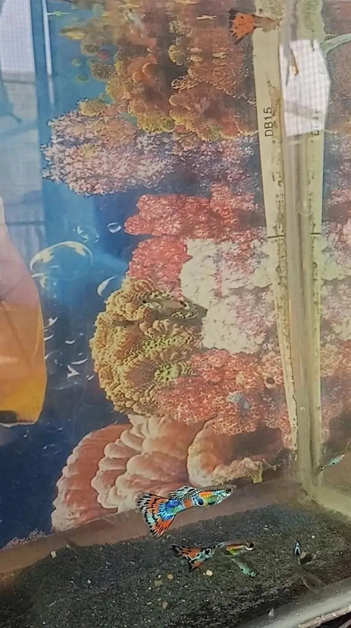 Dragon / Mosaic Guppy and Red Tuxedo Guppy — photo 2