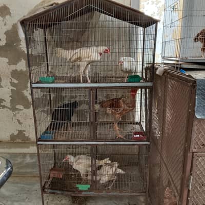 Hens urgent sale