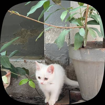 Persian cat 2 months for sale