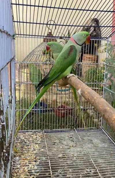 Raw Talking and Confirm Breeder Pair
