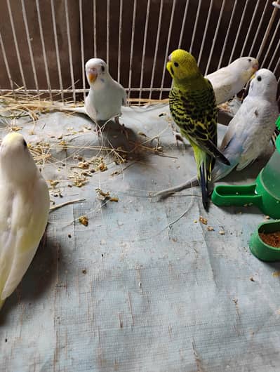 budgies and jawa