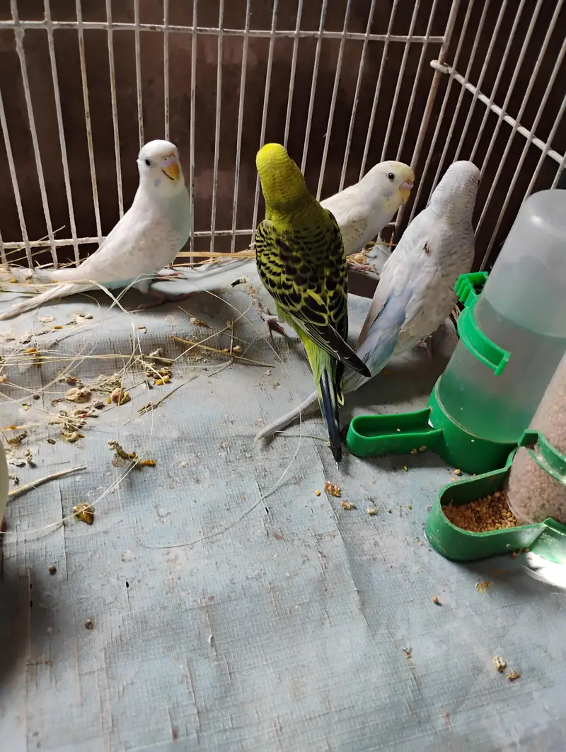budgies and jawa — photo 2