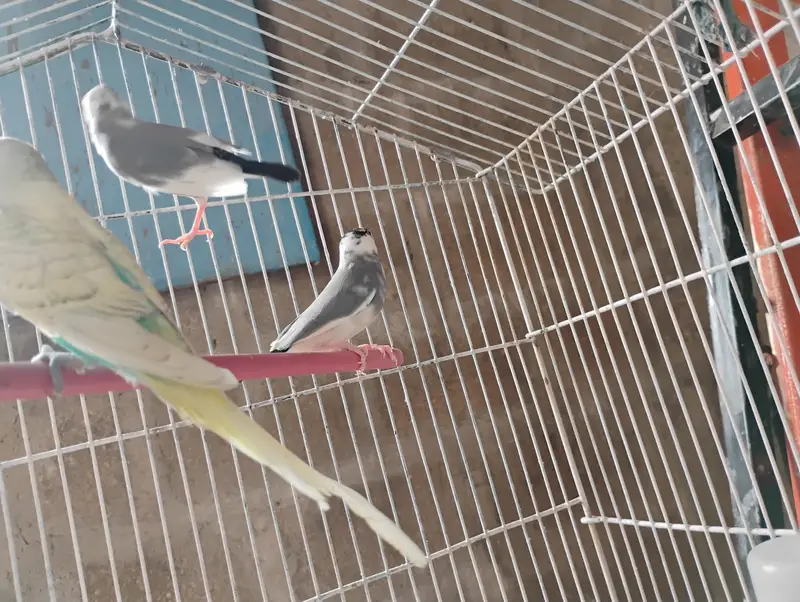 budgies and jawa — photo 3
