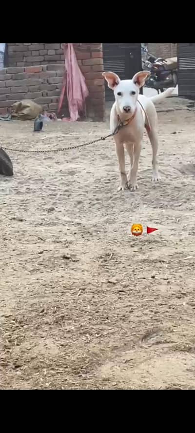 kuhati gultair dog Male