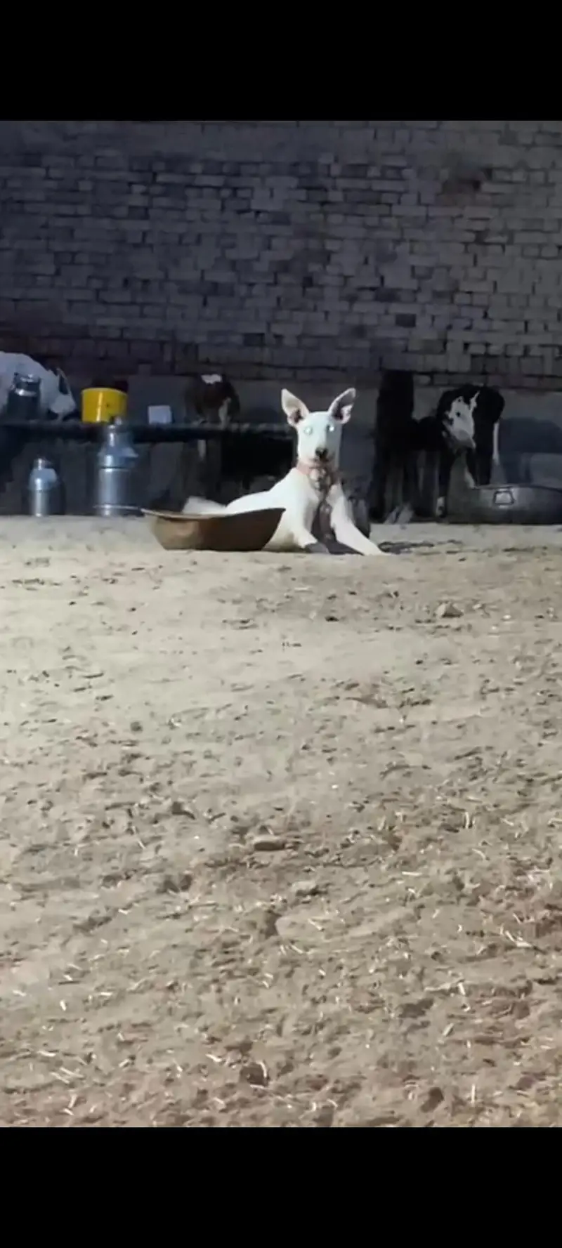 kuhati gultair dog Male — photo 2