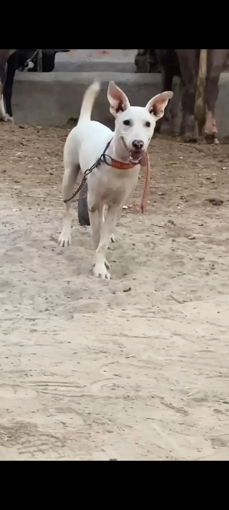 kuhati gultair dog Male — photo 3