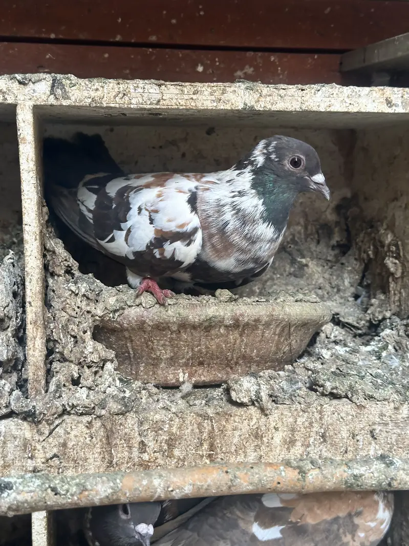 Kabray for sale — photo 10