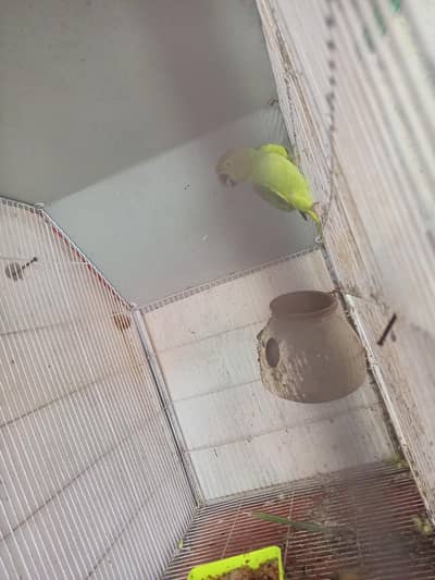 green femal parroti