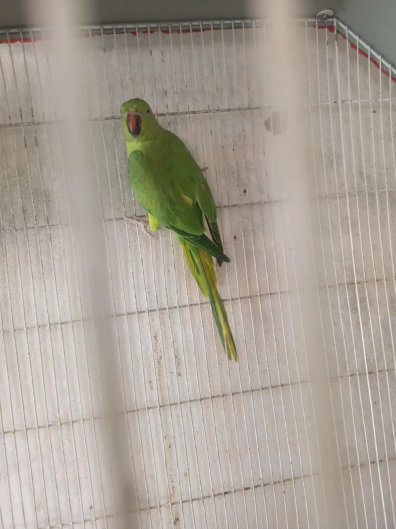 green femal parroti — photo 2