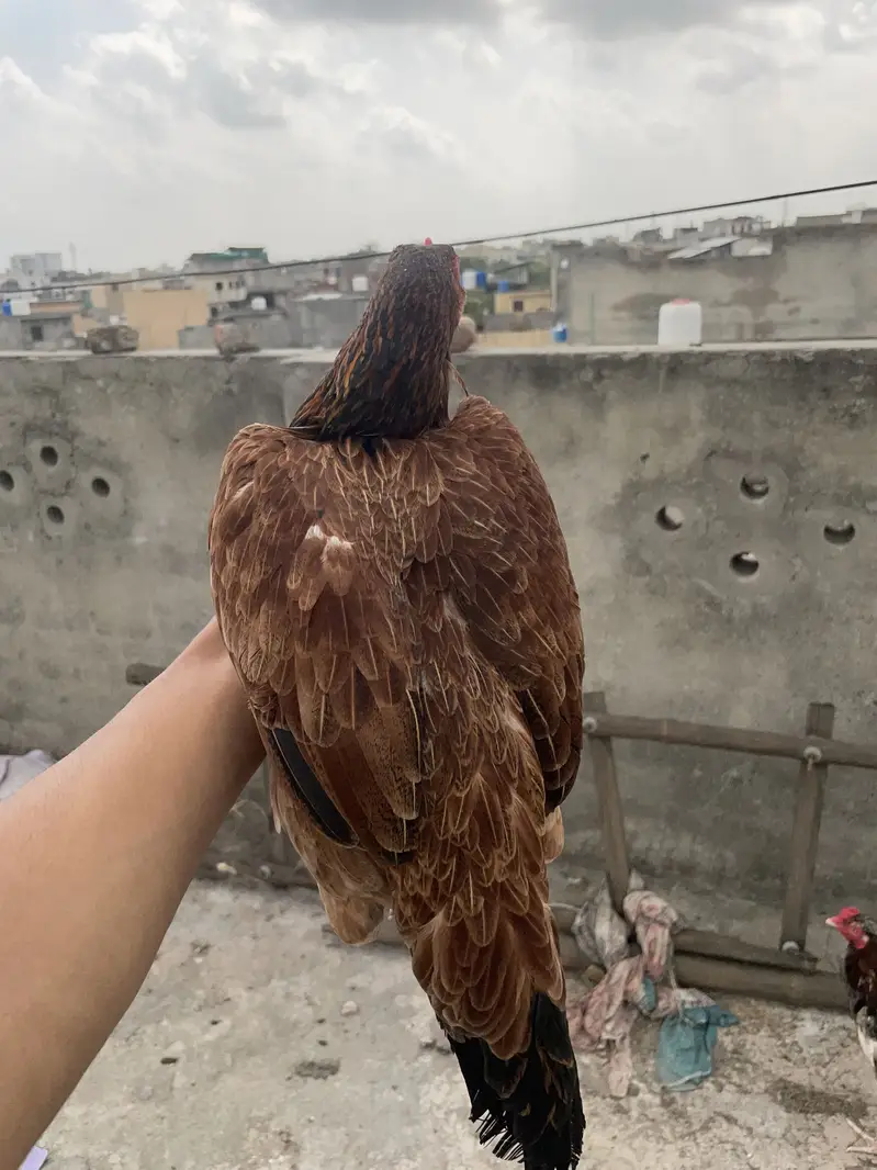 Aseel murga for sale — photo 4