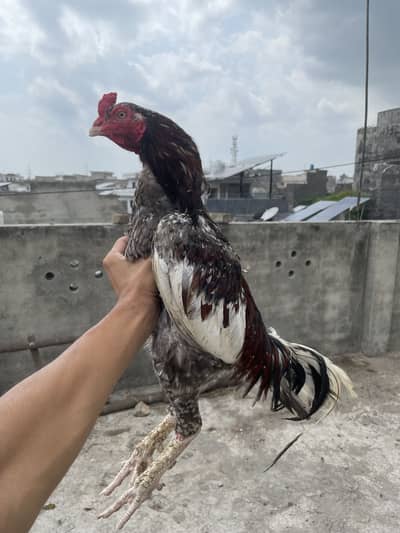 Aseel murga for sale