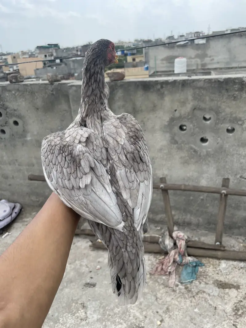 Aseel murga for sale — photo 6