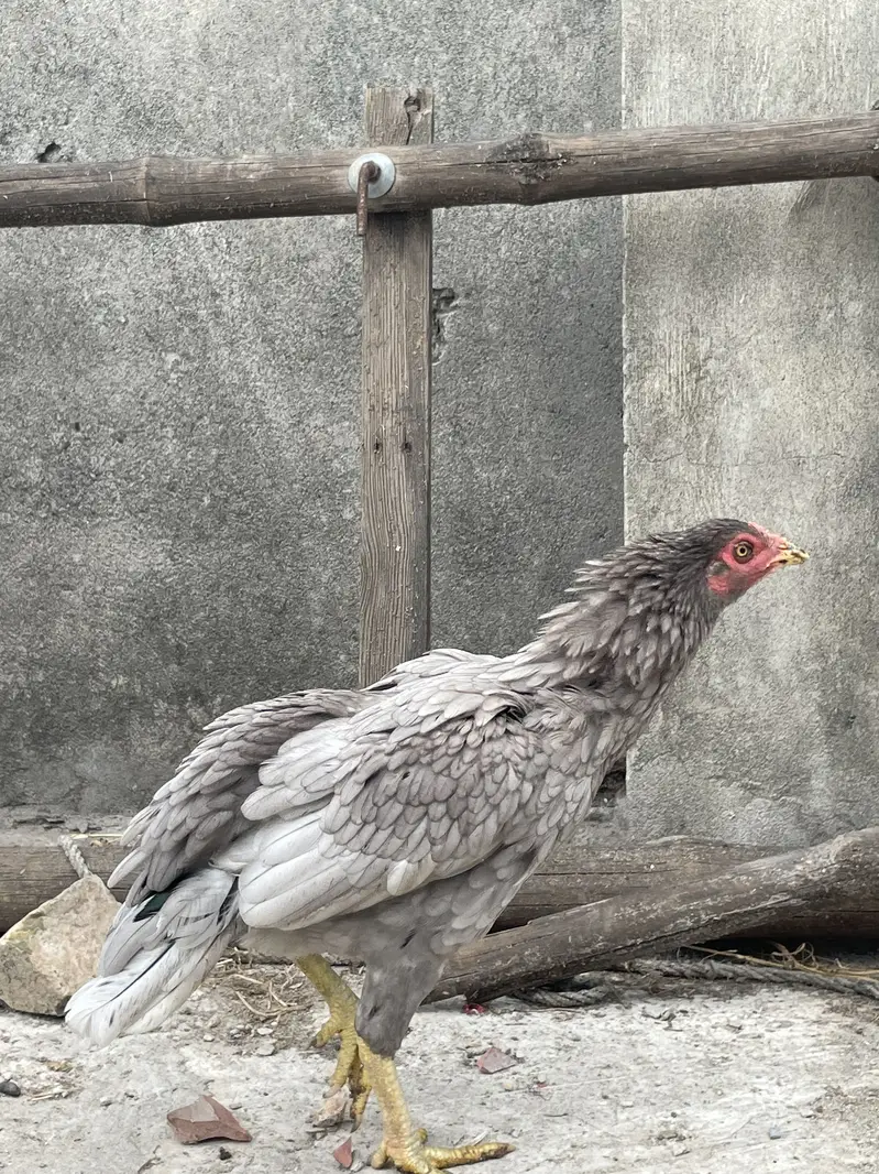 Aseel murga for sale — photo 7