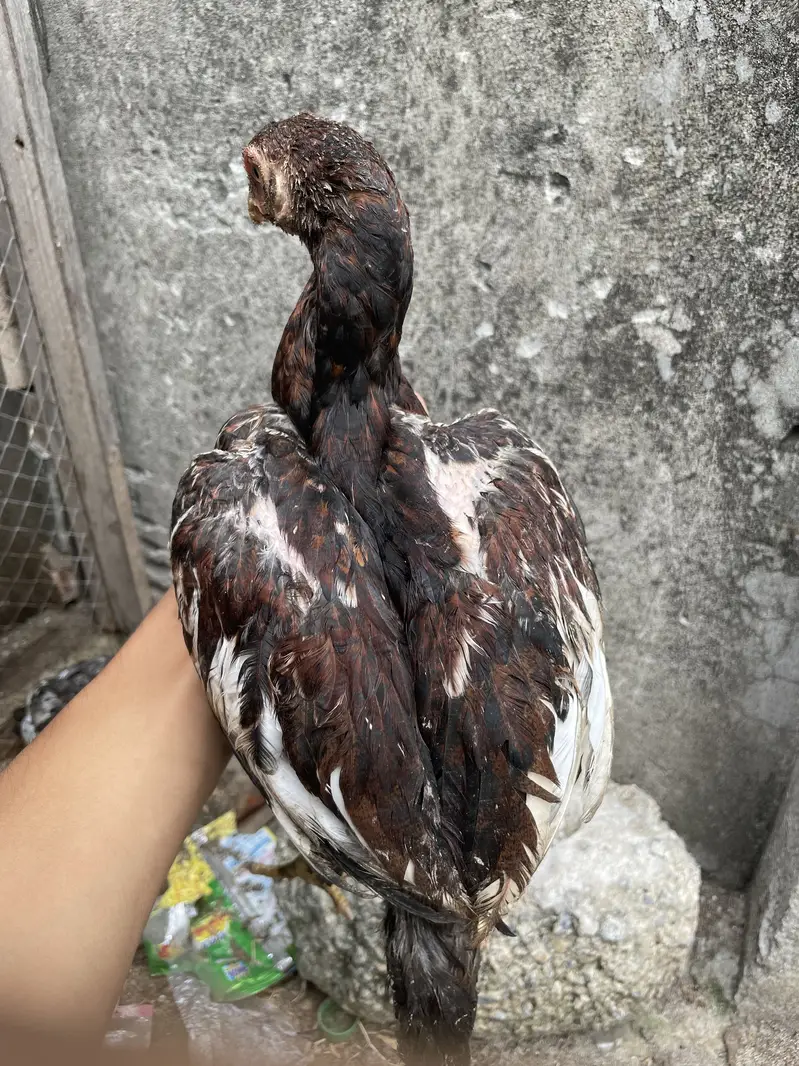 Aseel murga for sale — photo 10