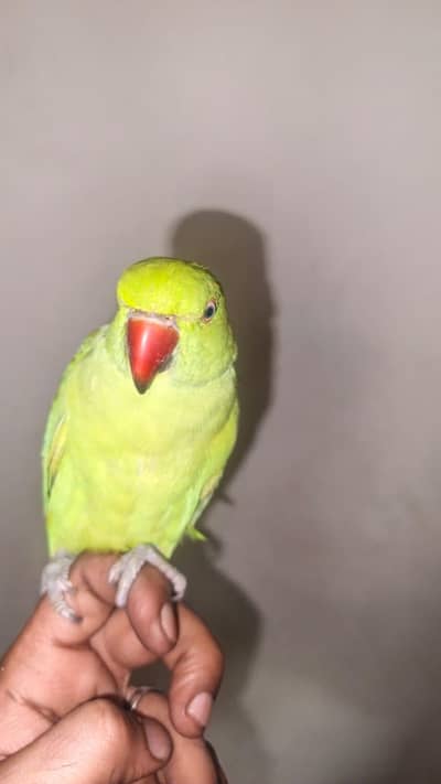 "GREEN PARROT"
