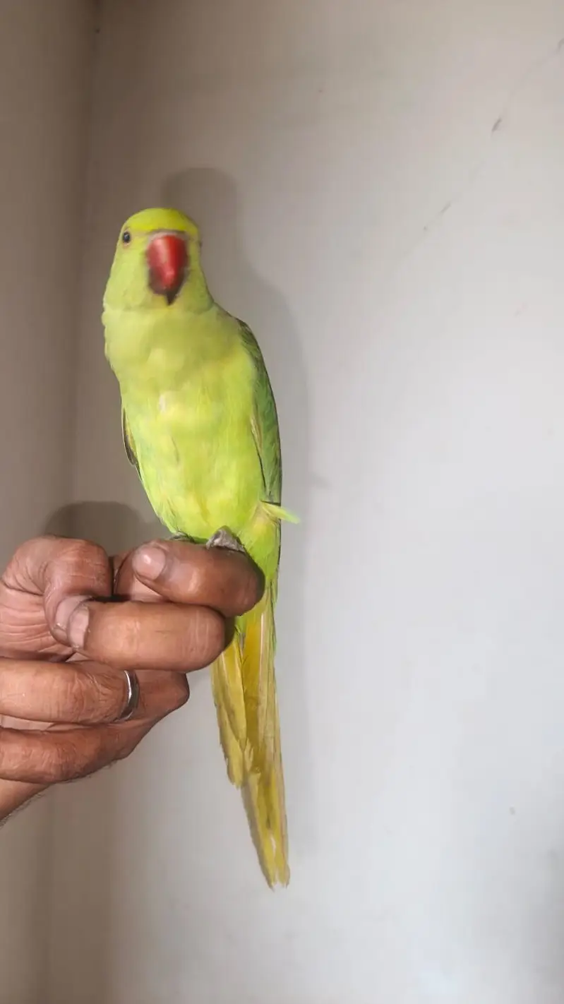 "GREEN PARROT" — photo 2
