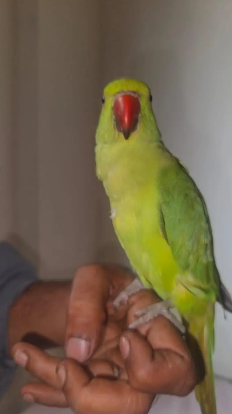 "GREEN PARROT" — photo 6