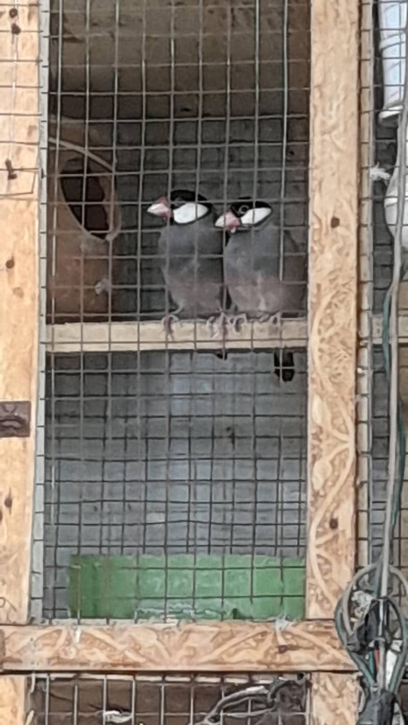 Finches 8