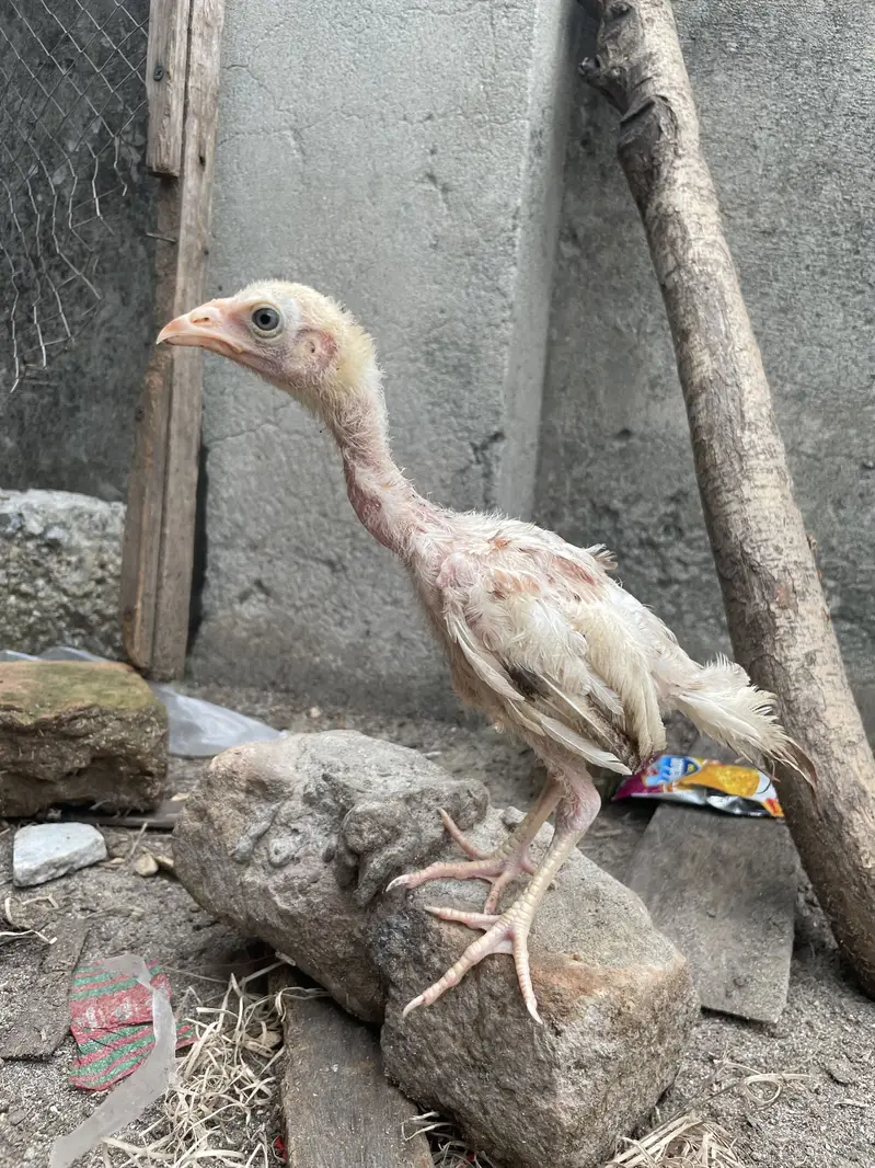 Aseel murga for sale — photo 11