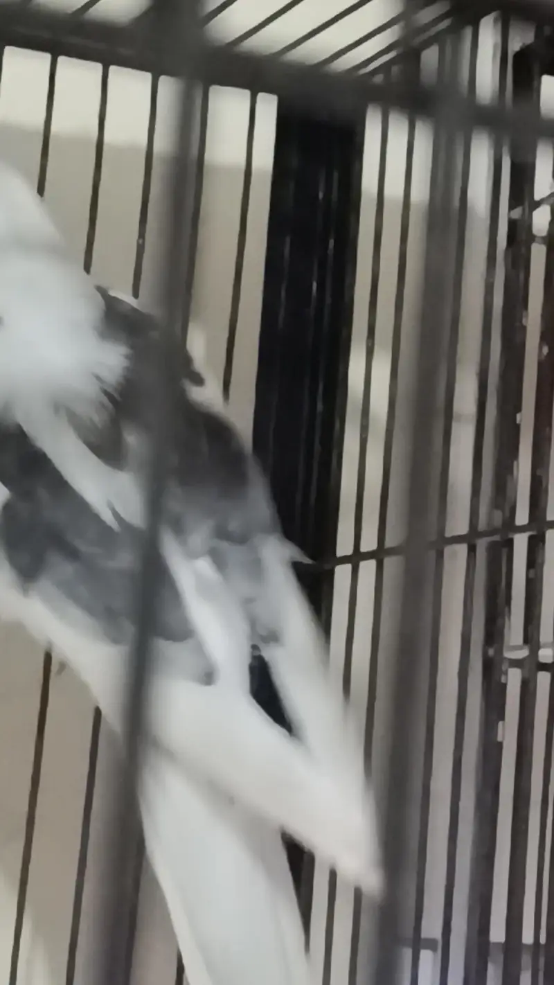 cocktail v pide male red eye Eno female — photo 2