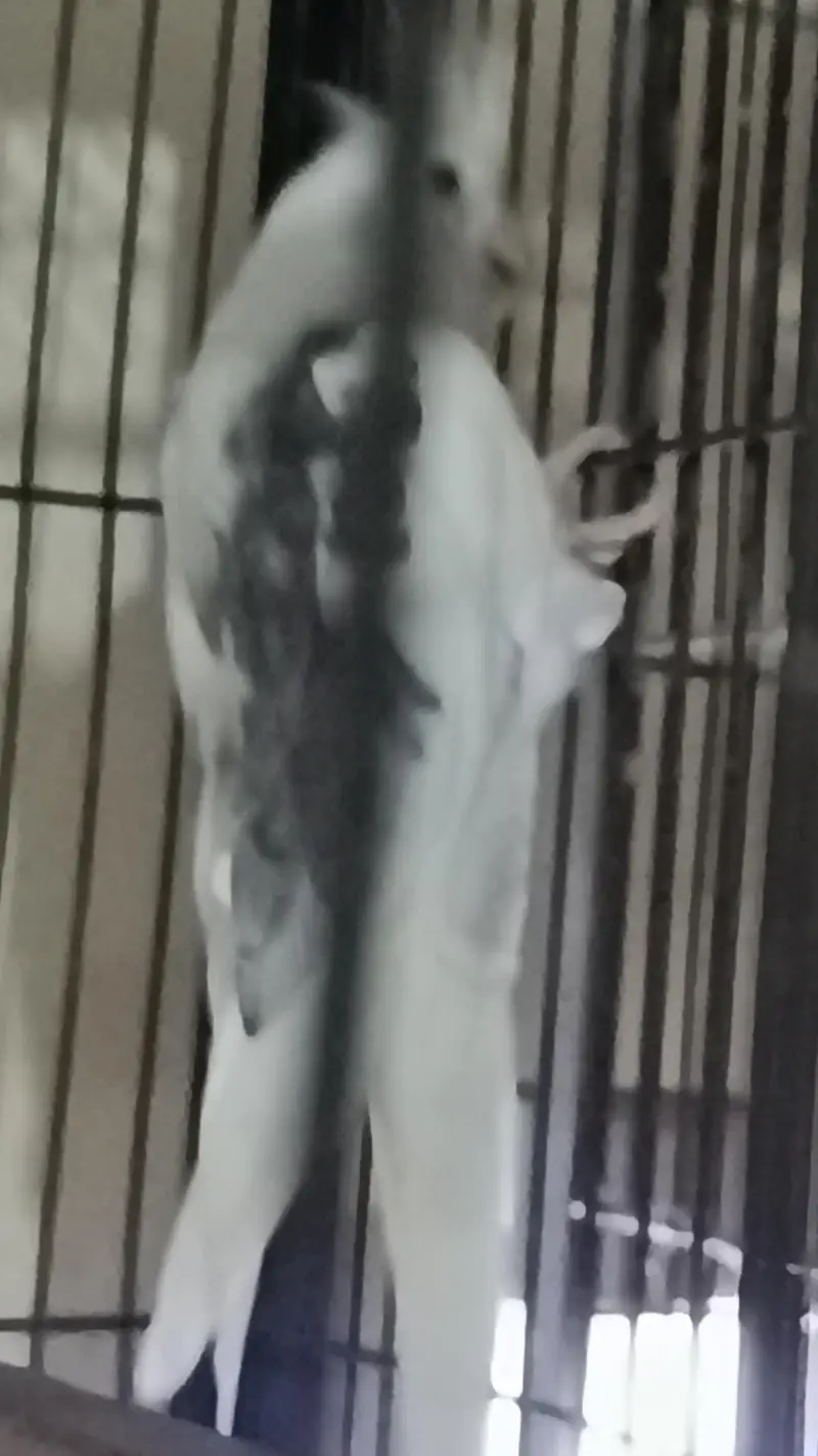 cocktail v pide male red eye Eno female — photo 3