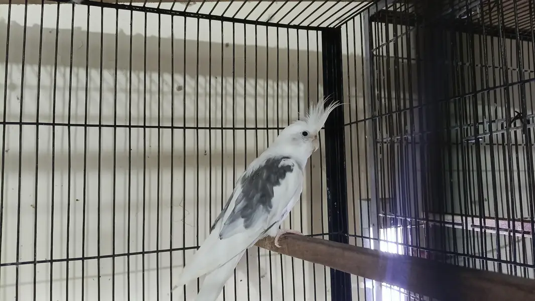 cocktail v pide male red eye Eno female — photo 5