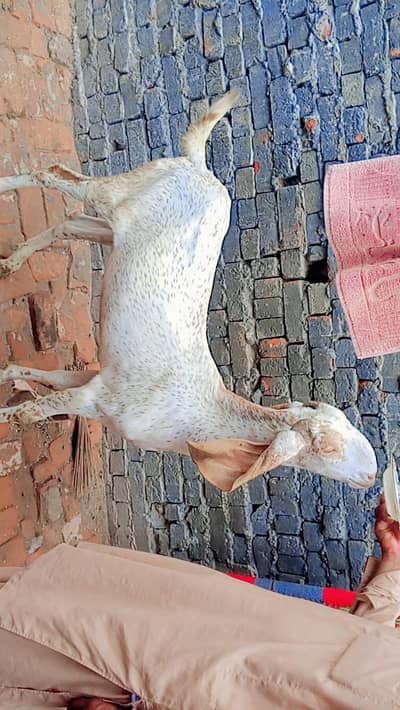 pair urgent sale karnna ha jaldi rabta Karen fazol time vast na karo