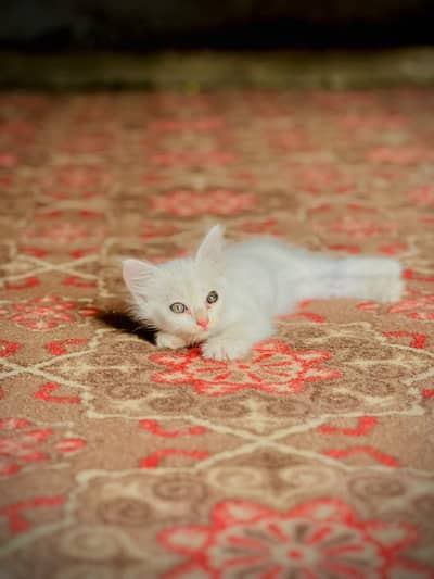 Cat for sale