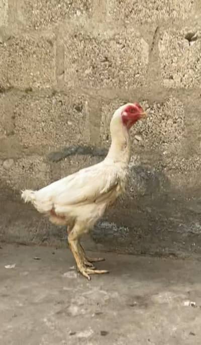 shamo stock available
