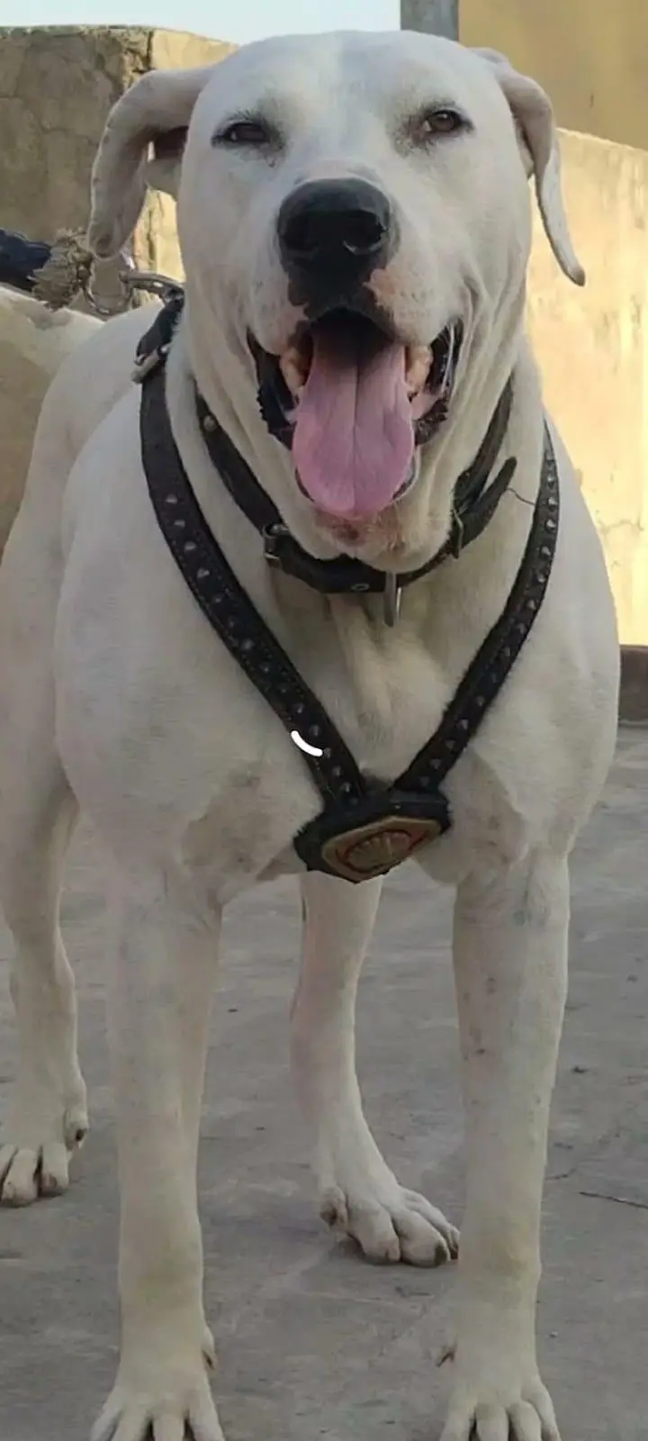 Bull Dog For Sale — photo 3