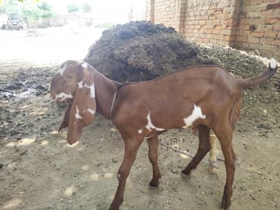 beetal nasal Ka male h