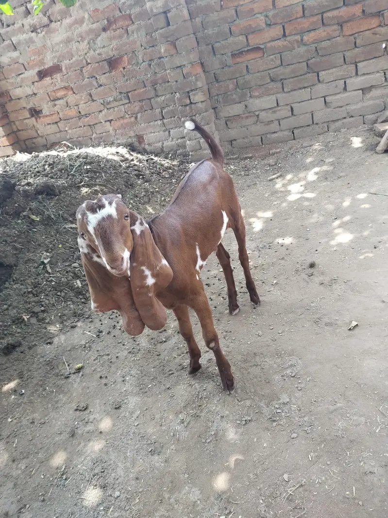 beetal nasal Ka male h — photo 2