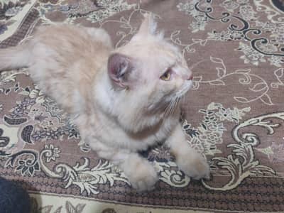 prshian catt
