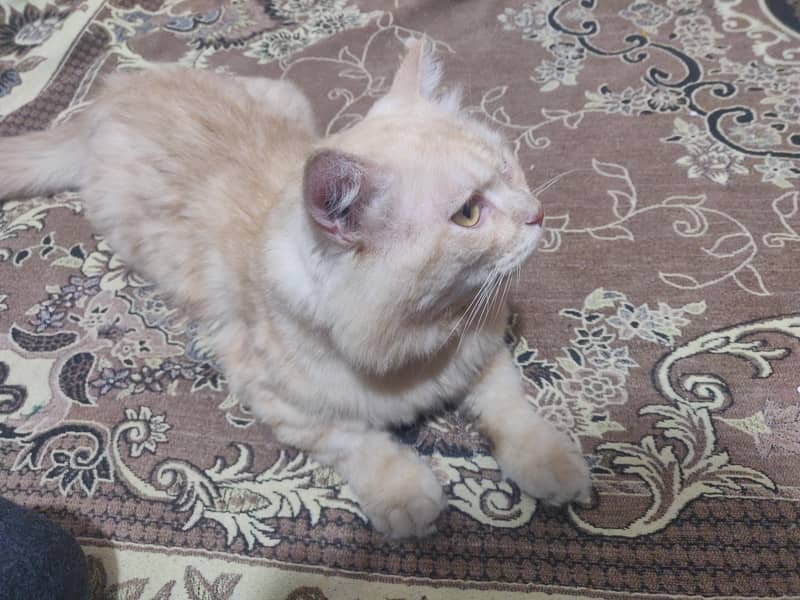 prshian catt 0