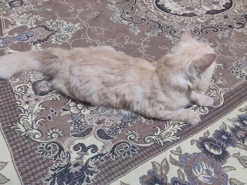 prshian catt 1