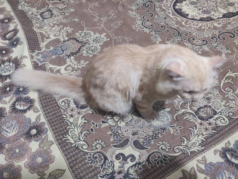 prshian catt 2