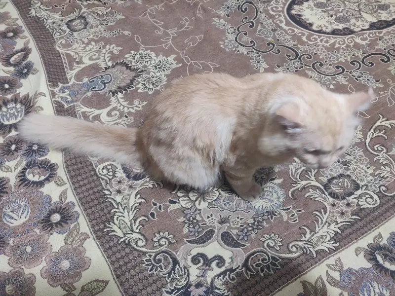 prshian catt — photo 3