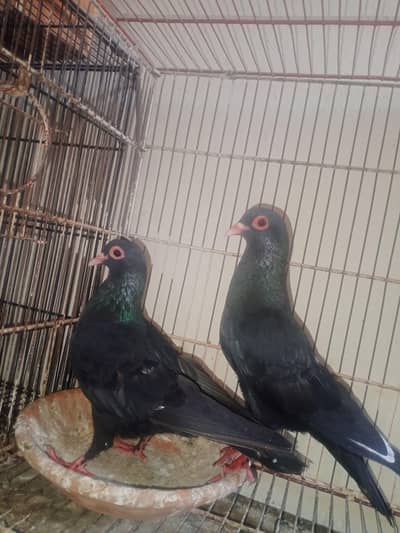 3 nu breedar pair hy full active