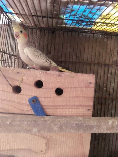 cocktail breeder pair for sale