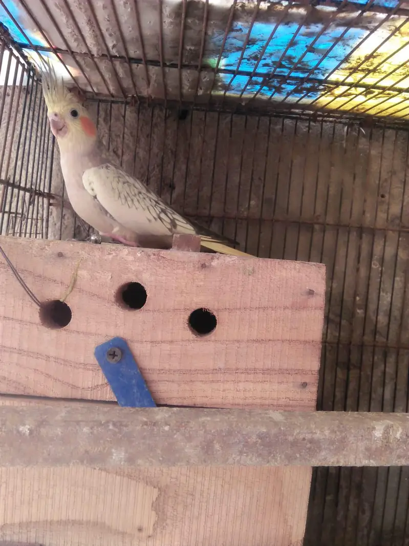cocktail breeder pair for sale — photo 2
