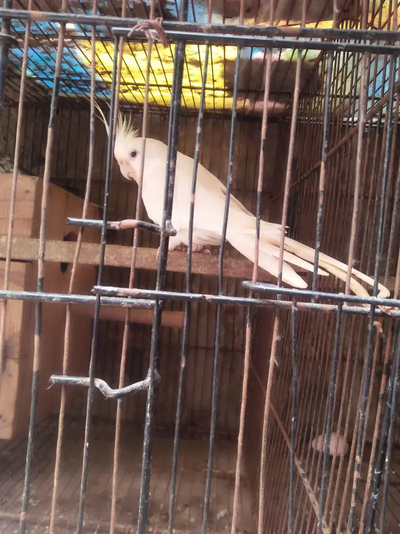 cocktail breeder pair for sale — photo 3