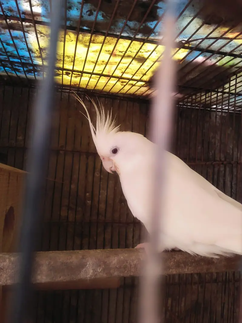 cocktail breeder pair for sale — photo 4