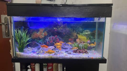 Aquarium With Fish