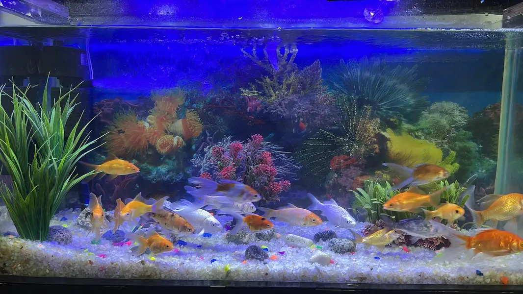 Aquarium With Fish — photo 2