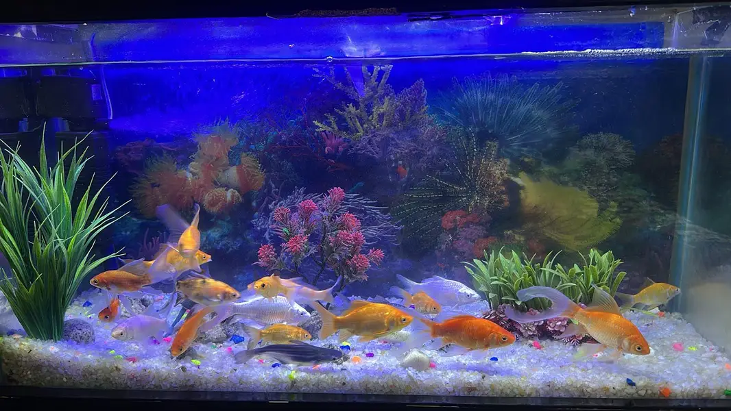 Aquarium With Fish — photo 3