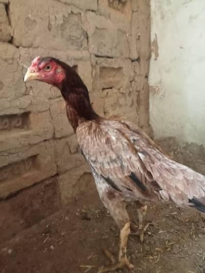 aseel hen