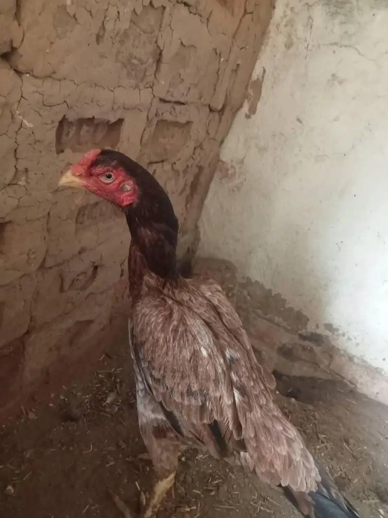 aseel hen — photo 2